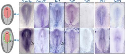 Folate Carrier Deficiency Drives Differential Methylation and Enhanced Cellular Potency in the Neural Plate Border